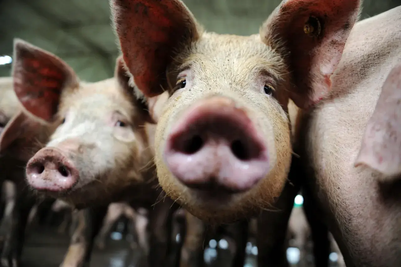 Gros plan sur des cochons curieux. L'un d'eux semble vouloir manger humain, son museau rose à l'avant-plan.