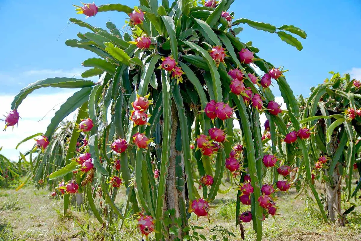 En planta av hylocereus undatus, full av rosa drakfrukter, hänger från sina gröna stammar mot en blå himmel.