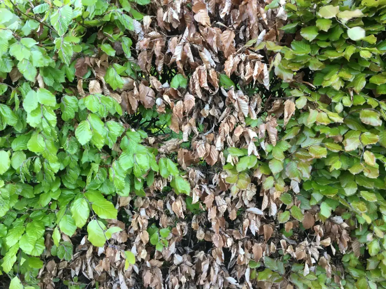 Eine Buchenhecke stirbt ab. Links leuchtend grüne Blätter, rechts braune, trockene Blätter.