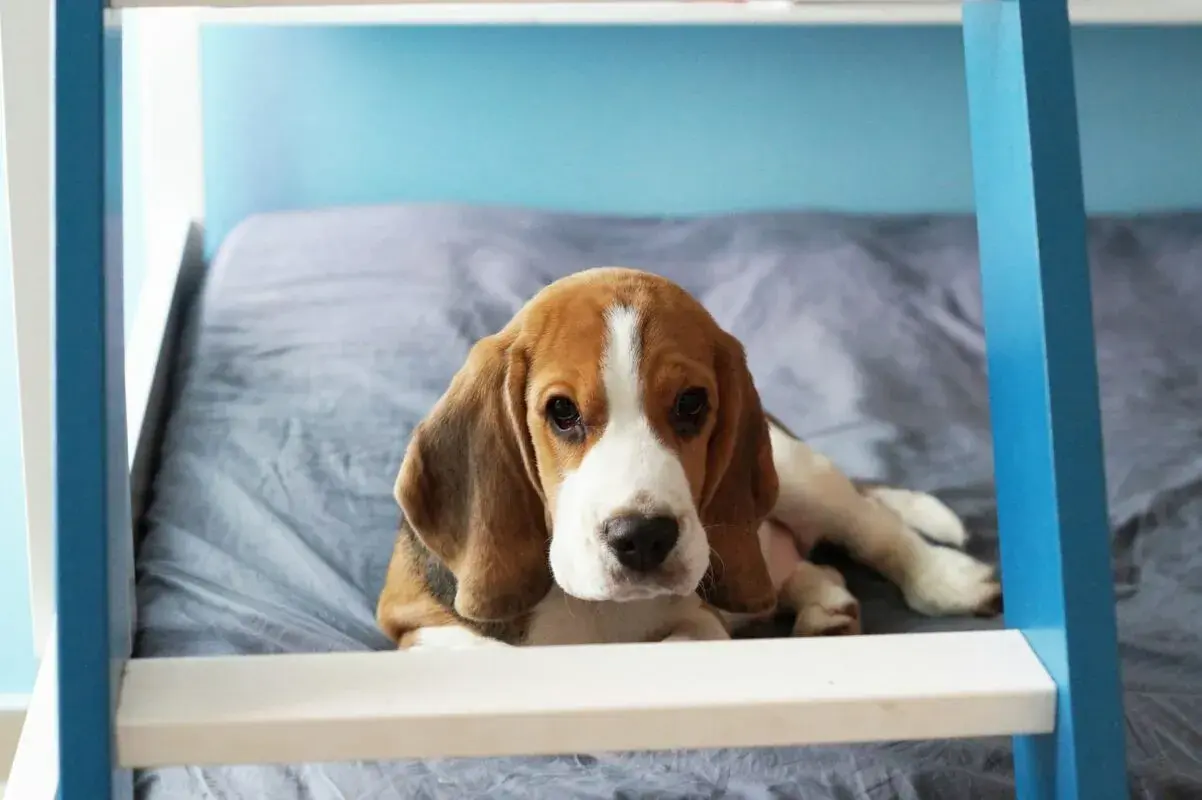 Uroczy szczeniak beagle leży na łóżku. Zastanawiasz się, ile żyją beagle?