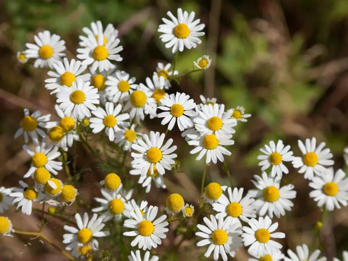 Ein Feld voller Kamille Arten. Die kleinen weißen Blüten mit gelben Zentren sind im Sonnenlicht zu sehen.