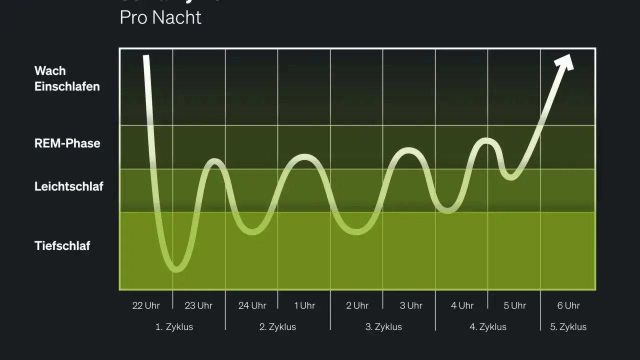 Schlafrhythmus: Tiefschlaf, Leichtschlaf, REM-Phase. 6 Stunden Schlaf pro Nacht sind oft nicht ausreichend für optimale Erholung.
