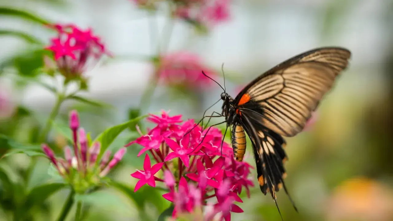 Ein großer Schmetterling mit orange-schwarzen Flügeln sitzt auf leuchtend pinken Blüten.
