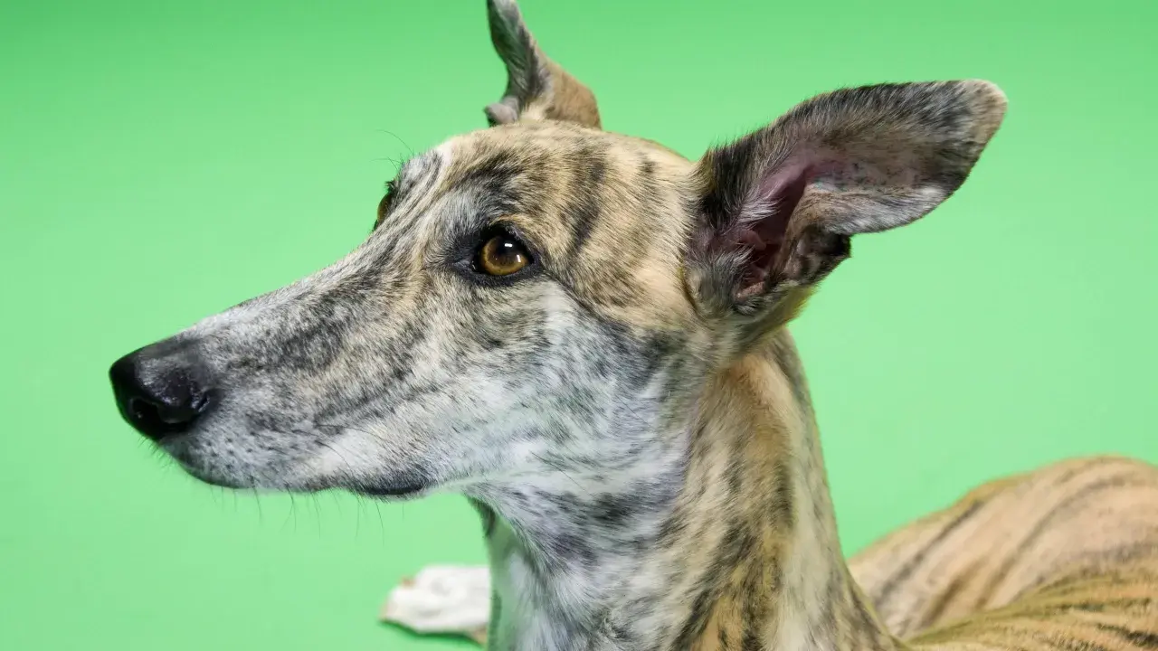 Ein gestromter Windhund mit aufmerksamen Augen und großen Ohren, der gerade versucht, stubenrein zu werden.