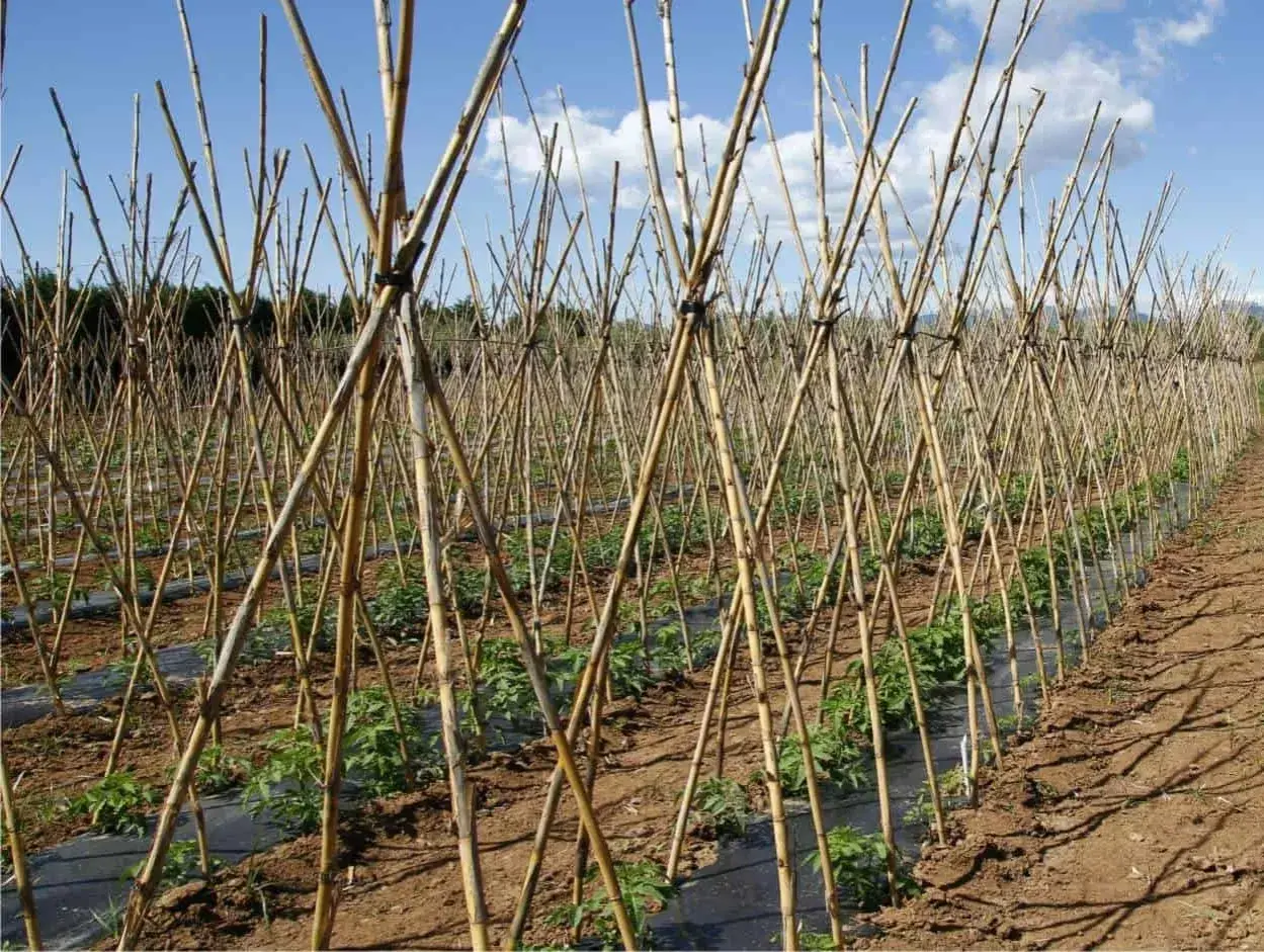 Filari di canne di bambù a forma di A, ideali per capire come legare i pomodori in modo che crescano forti e sani.