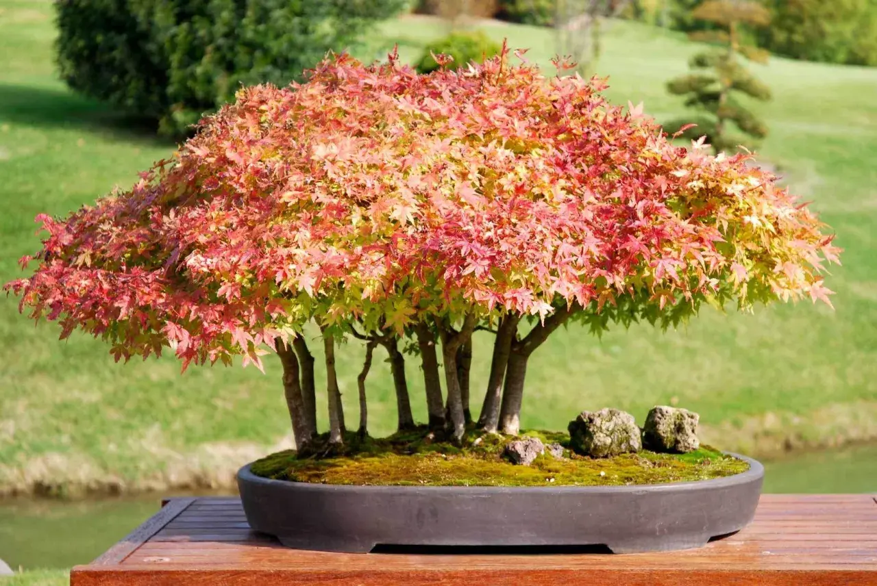 Ein japanischer Ahorn im Bonsai-Stil, dessen Blätter in Rot- und Gelbtönen leuchten, steht auf einem Holztisch. Der ideale japanischer ahorn standort ist hier im Freien, mit grüner Wiese und Wasser im Hintergrund.