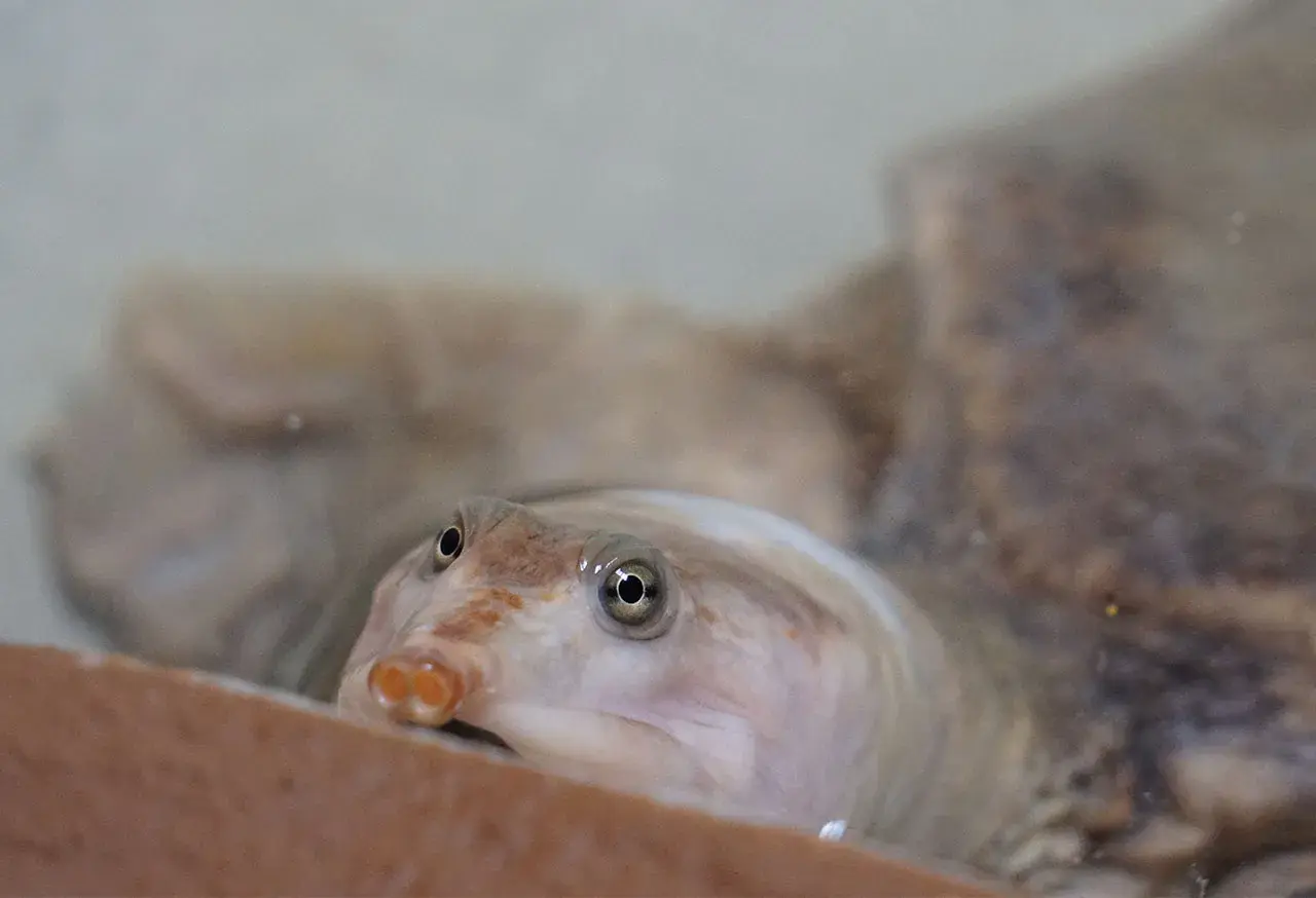 Una tortuga cuello de serpiente emerge curiosa del agua, con sus ojos redondos y su hocico distintivo.