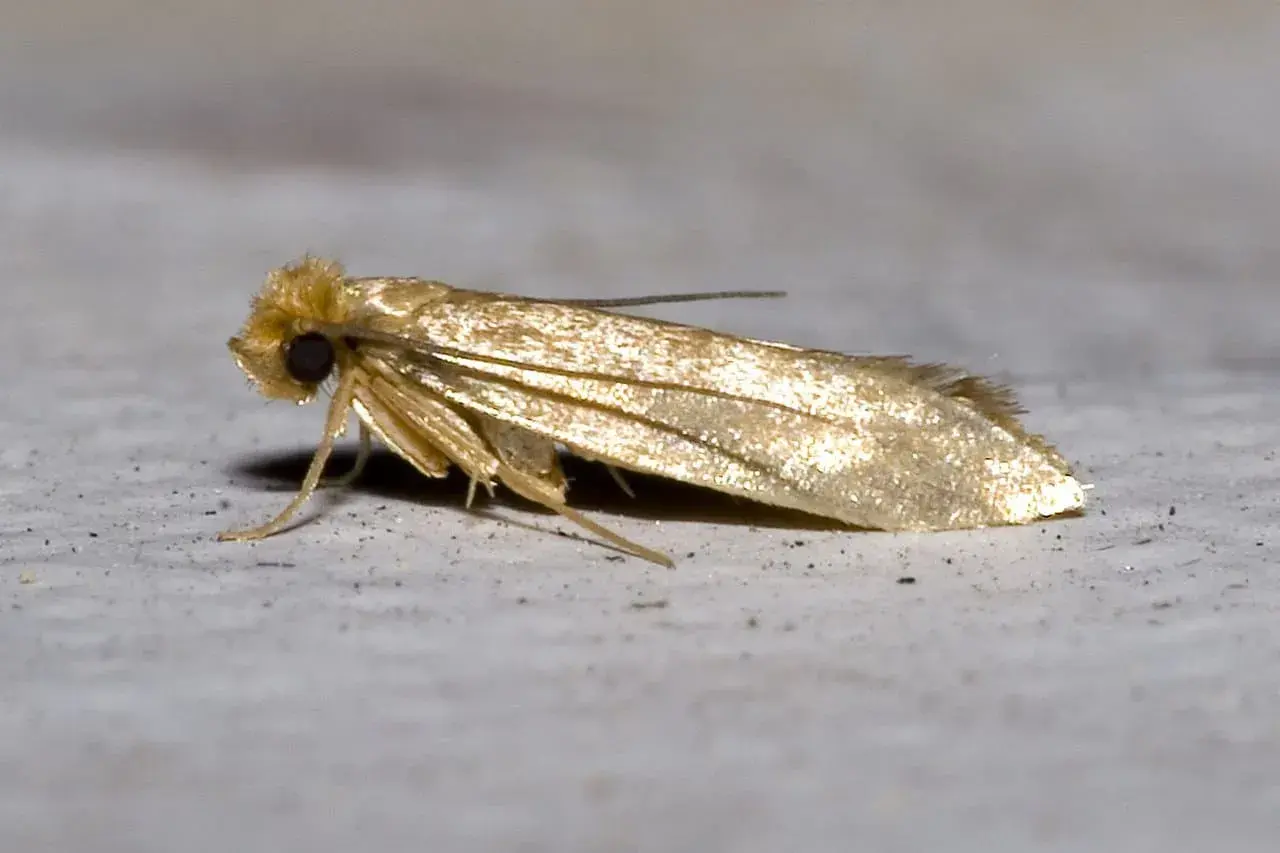 Un petit papillon doré, peut-être une mite. Comment savoir si on a des mites ? Cherchez des signes de dommages sur les textiles.