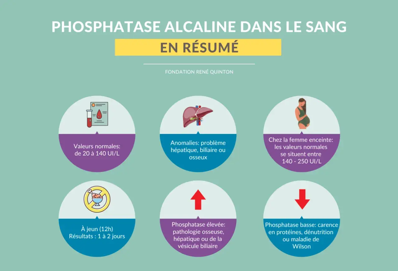 Résumé sur la phosphatase alcaline : valeurs normales, anomalies hépatiques/biliaires/osseuses, valeurs chez la femme enceinte, et causes d'une phosphatase élevée ou basse.