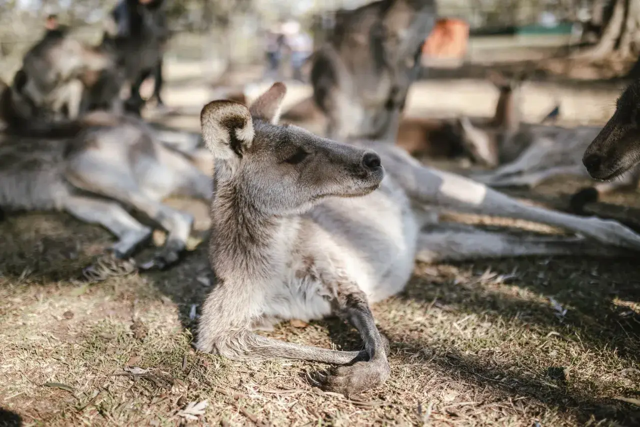 Un canguro descansa en la hierba, mostrando sus expresiones australianas. Otros canguros están relajados a su alrededor.