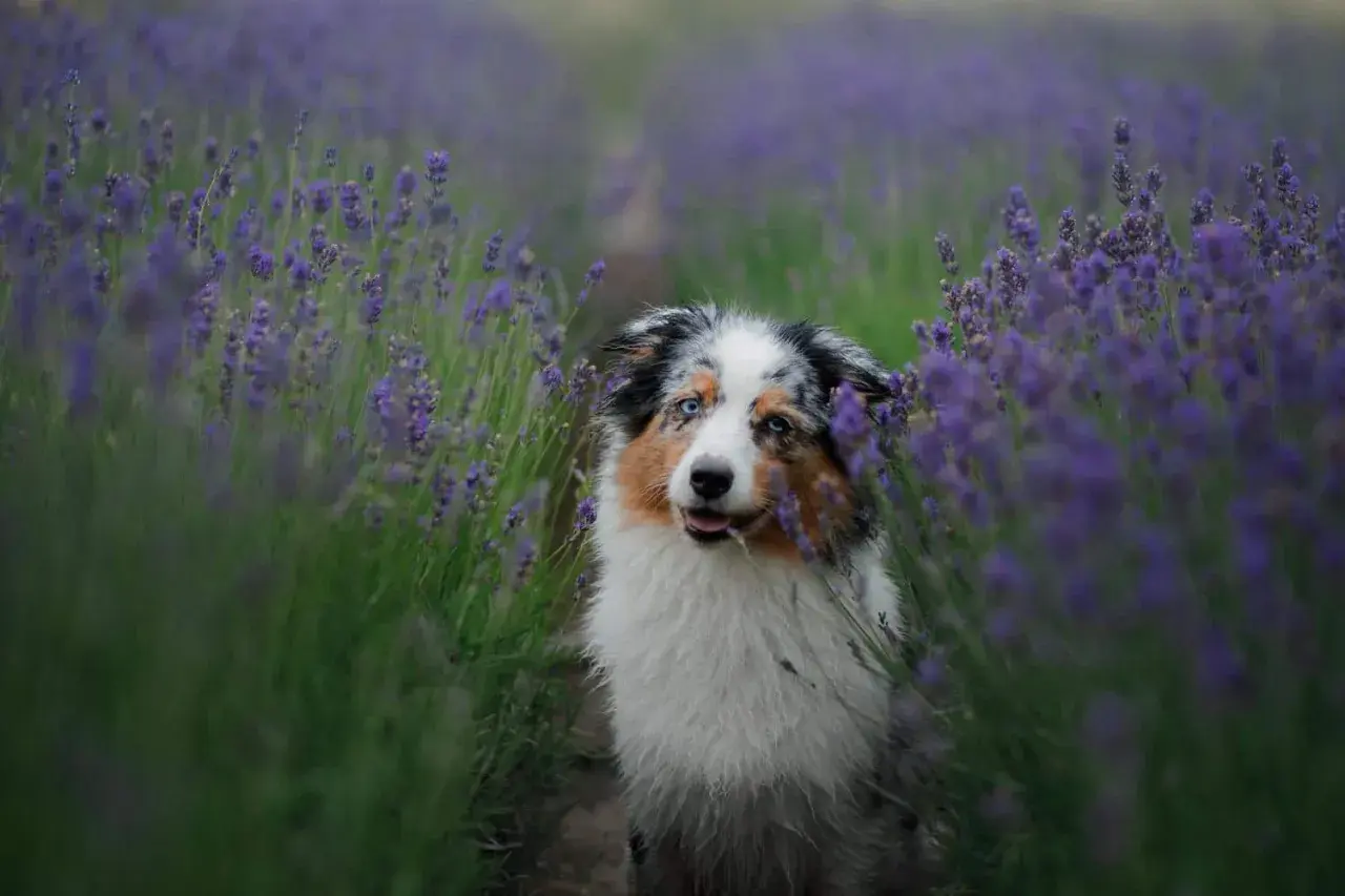 Ein Australian Shepherd mit blauen Augen sitzt in einem Lavendelfeld. Die durchschnittliche australian shepherd lebenserwartung liegt bei 12-15 Jahren.
