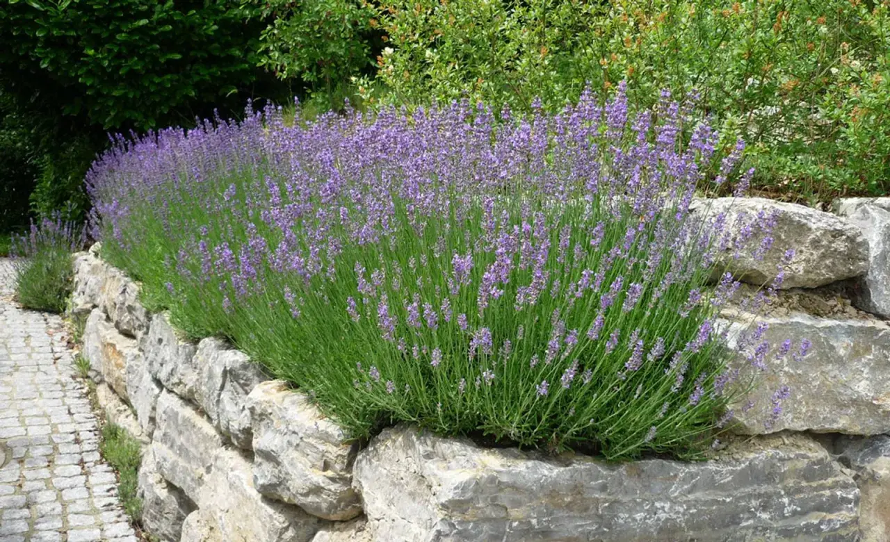 Ein üppiger Lavendelhang auf einer Steinmauer. Der beste Zeitpunkt, wann Lavendel pflanzen, ist im Frühling oder Herbst für ein starkes Wachstum.