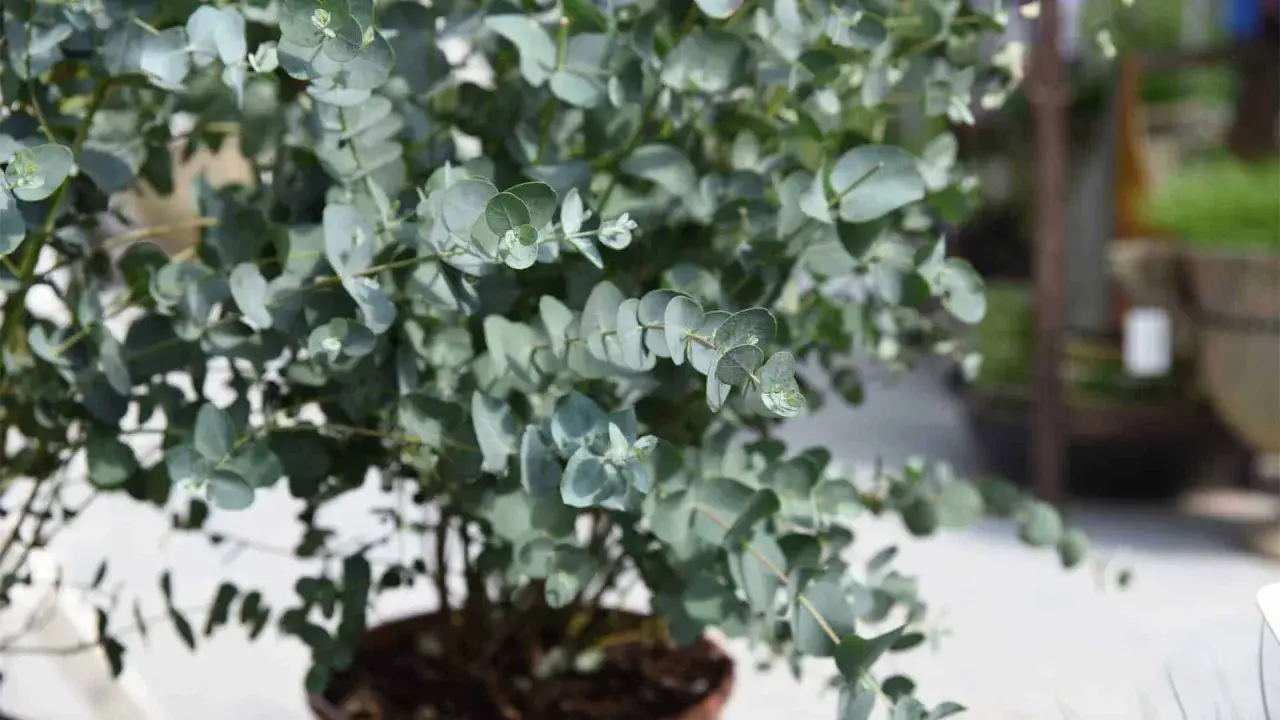 Un arbuste d'eucalyptus intérieur aux feuilles rondes et bleutées, apportant une touche de fraîcheur et de nature à votre espace.