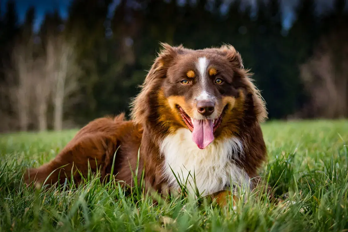 Ein glücklicher, brauner Australian Shepherd liegt im Gras, die Zunge hängt heraus.