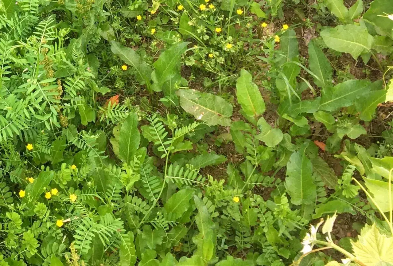 Prairie envahie par le rumex et d'autres mauvaises herbes. Des petites fleurs jaunes parsèment la végétation.