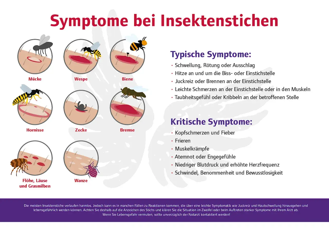 Übersicht über Symptome bei Insektenstichen: Wann zum Arzt? Typische und kritische Anzeichen werden erklärt, um die richtige Reaktion zu finden.