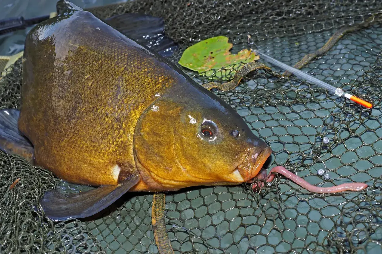 Schleien-Montage: Ein Fisch hat einen Wurm im Maul, liegt im Kescher. Ein Schwimmer liegt daneben.