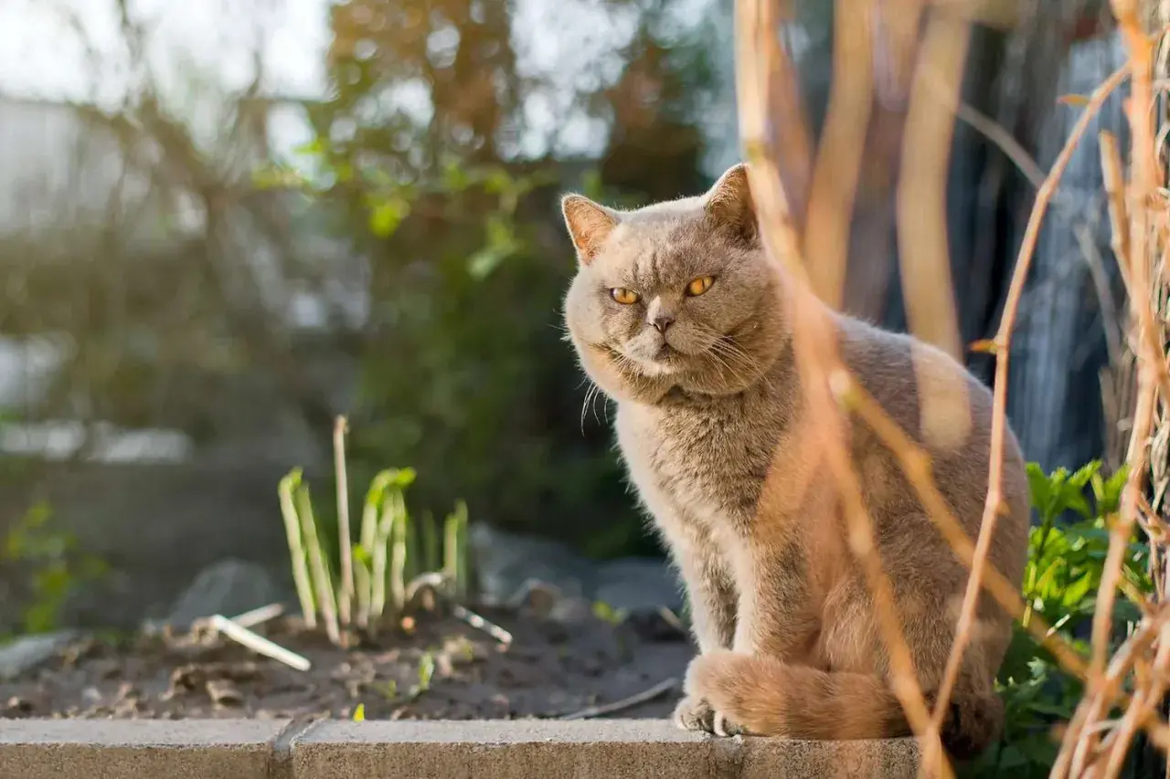 A fluffy tom cat with impressive cheeks sits outdoors, looking regal.