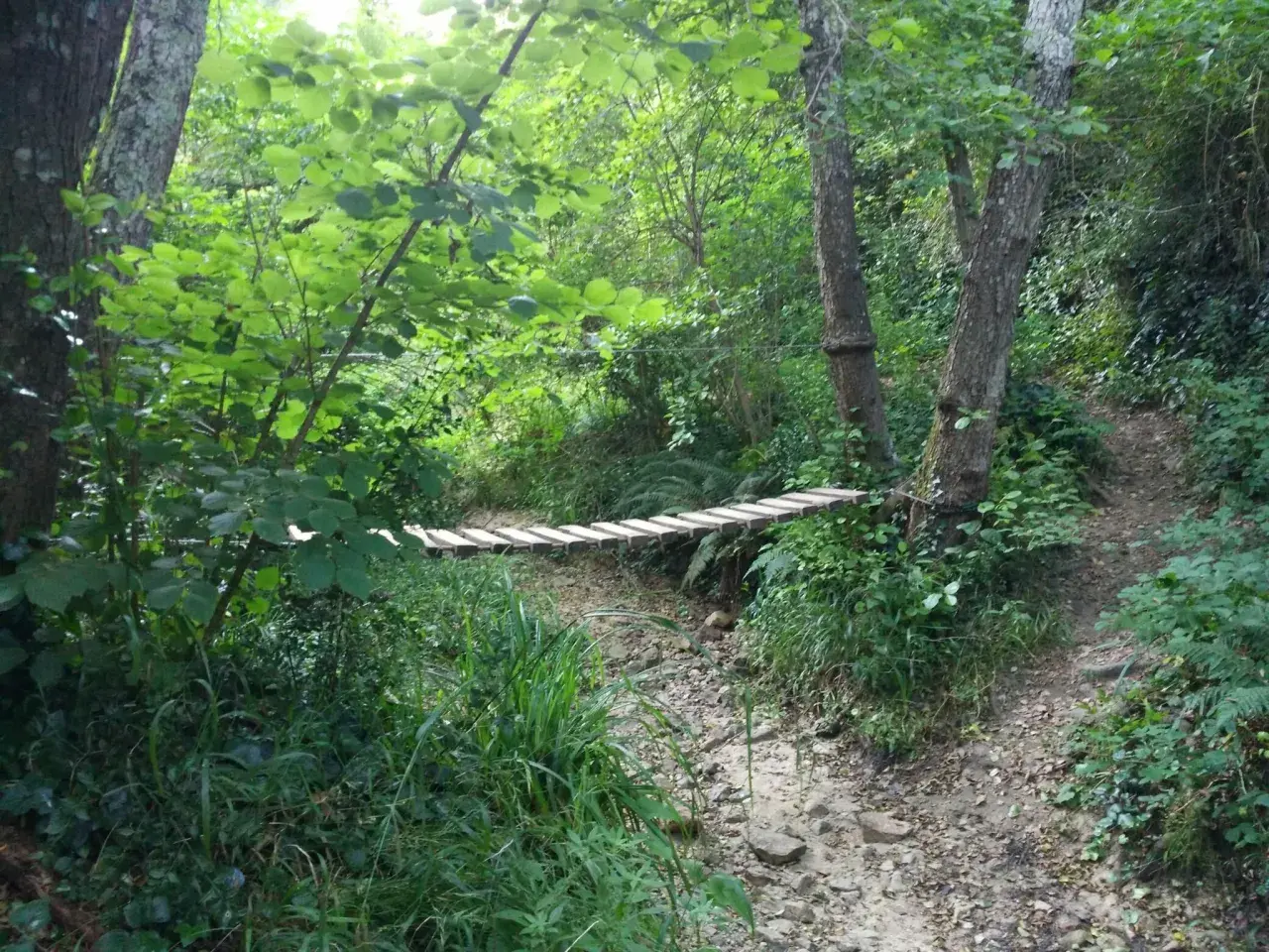 Puente de madera sobre un arroyo seco en un bosque frondoso de las Gavarres.