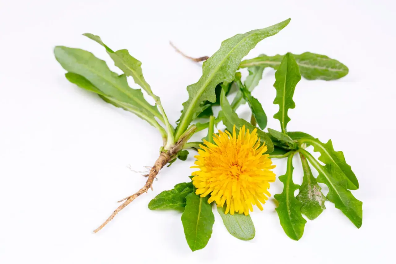 Un fiore di tarassaco giallo brillante con foglie dentellate e la sua radice fibrosa su sfondo bianco.