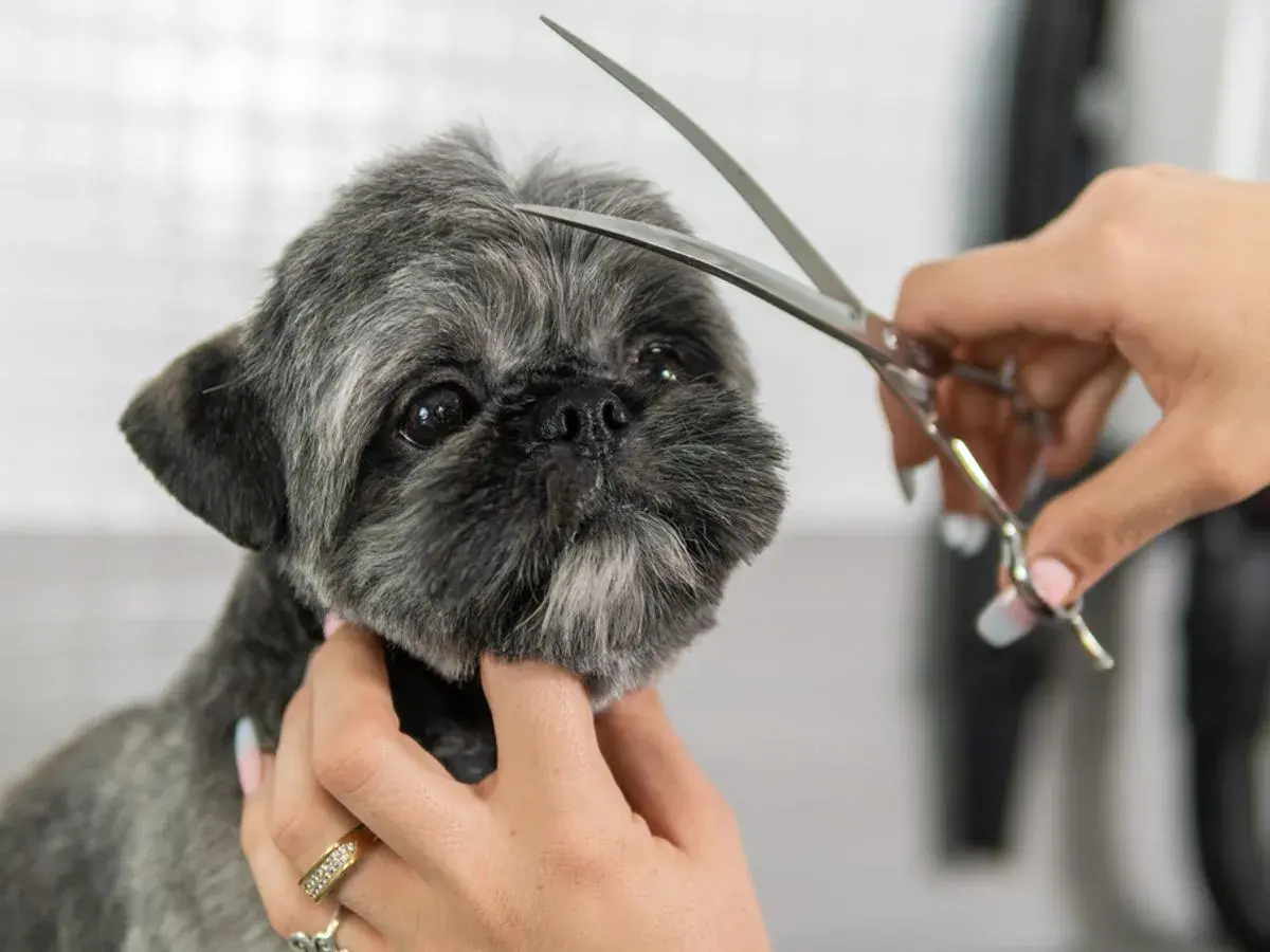 Shih tzu z krótkimi fryzurami, groomer delikatnie przycina sierść na głowie.