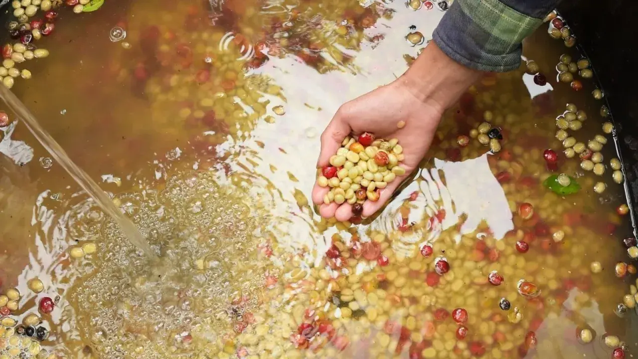 Hand schöpft hellgrüne Kaffeebohnen aus einem Becken mit Wasser und roten Kaffeekirschen. Der Prozess des fermentierten Kaffees beginnt.