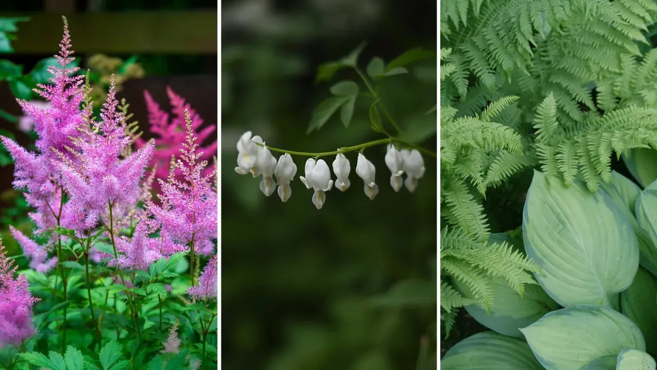 Rosa astilbe, vita löjtnantshjärtan och gröna ormbunkar skapar en vacker miljö för perenner i skugga.