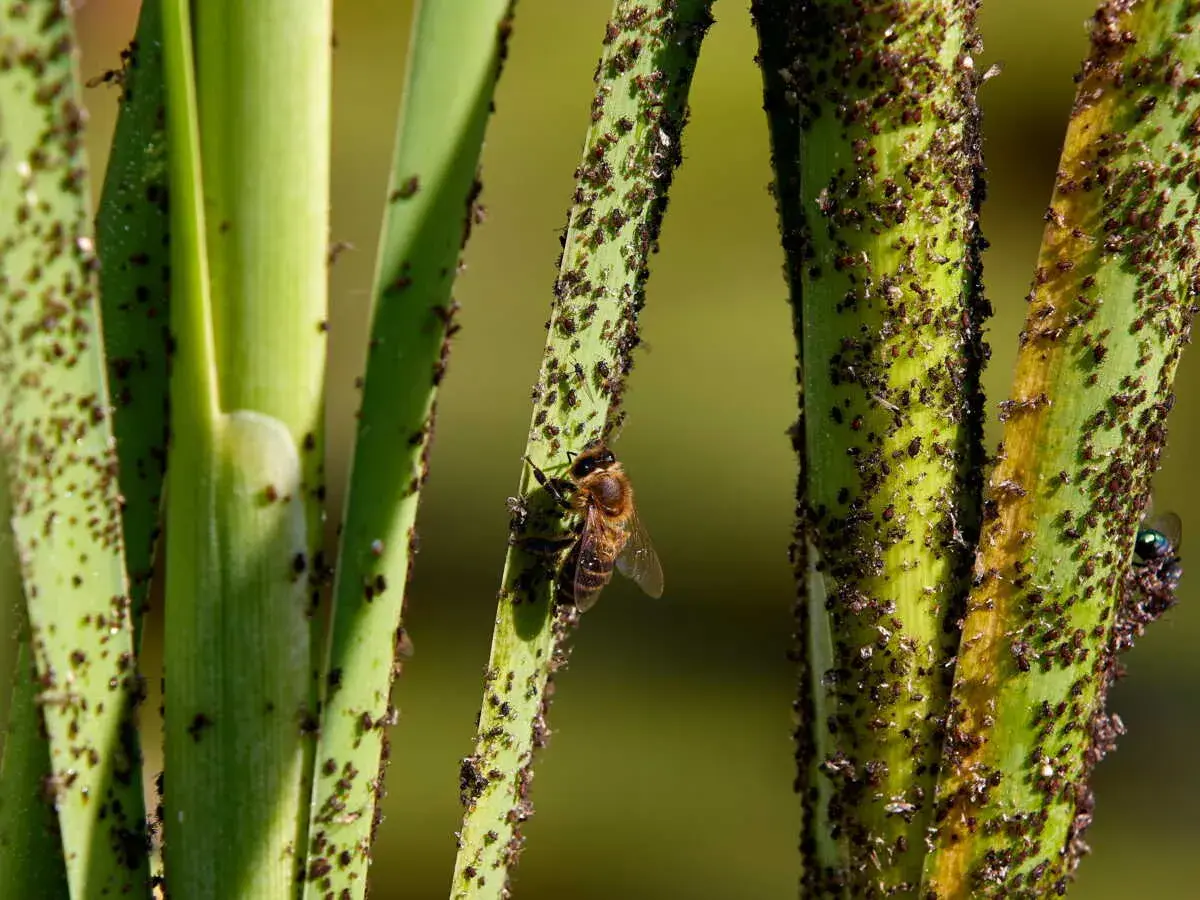 Une abeille butine sur une tige verte envahie par des pucerons. Une question se pose : comment se débarrasser des pucerons ?