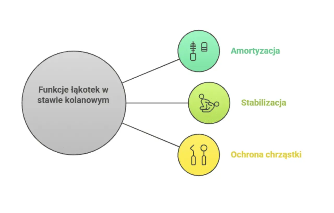Funkcje łąkotek w kolanie: amortyzacja, stabilizacja i ochrona chrząstki.