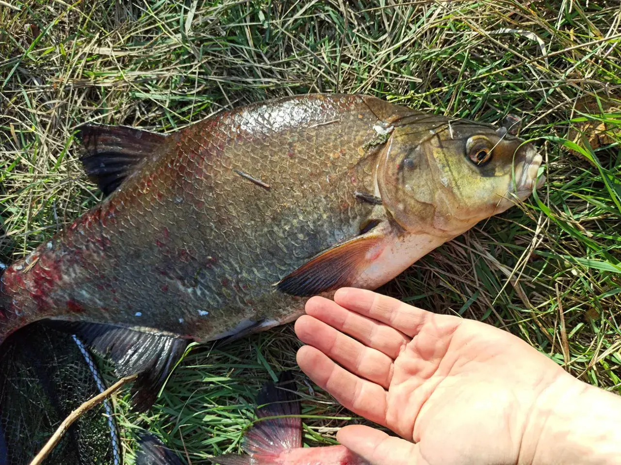 Duży karp leży na trawie, obok ludzka dłoń. Widać haczyk w pysku ryby, co sugeruje, na co bierze karp.