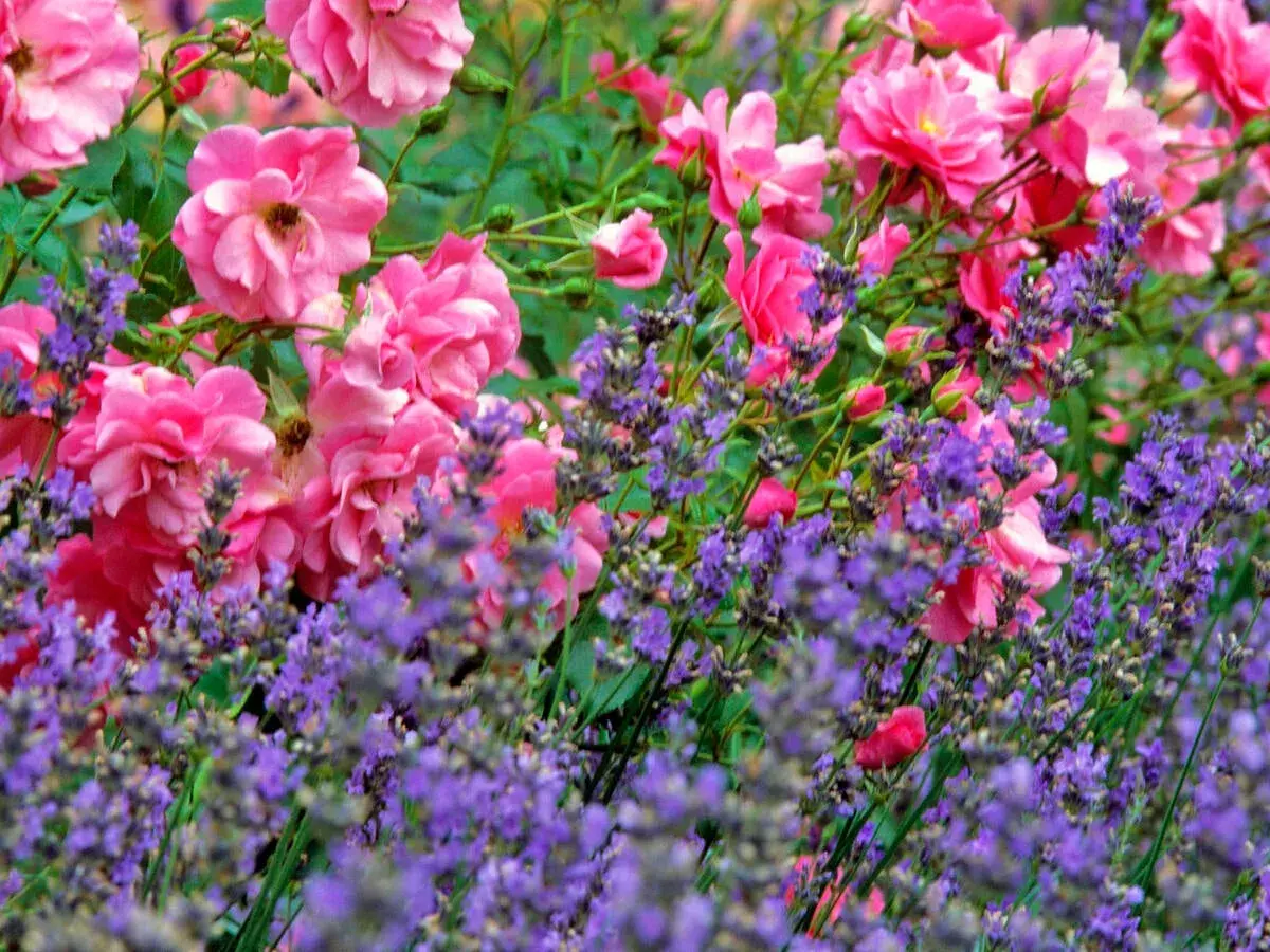 Ein duftendes rosenbeet mit lavendel. Zarte rosa Rosenblüten und violette Lavendelähren bilden ein harmonisches Farbspiel im Garten.