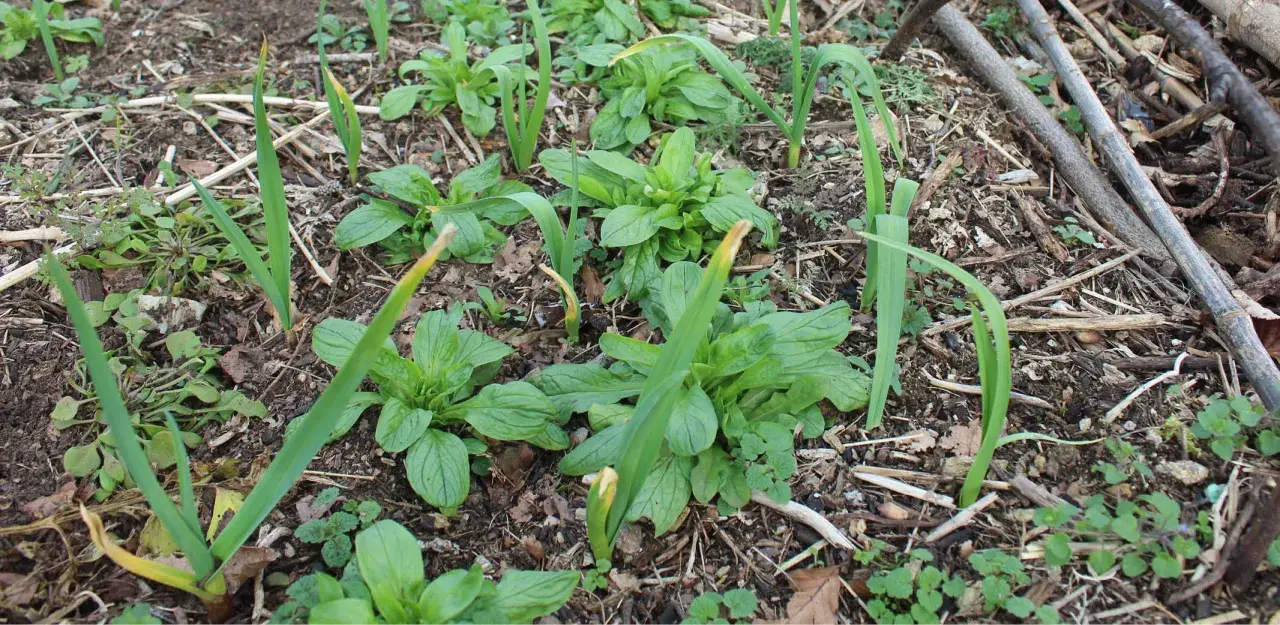 Jeunes pousses d'ail dans un sol riche, prêtes à pousser. Le **planter ail** est une étape clé pour une récolte savoureuse.