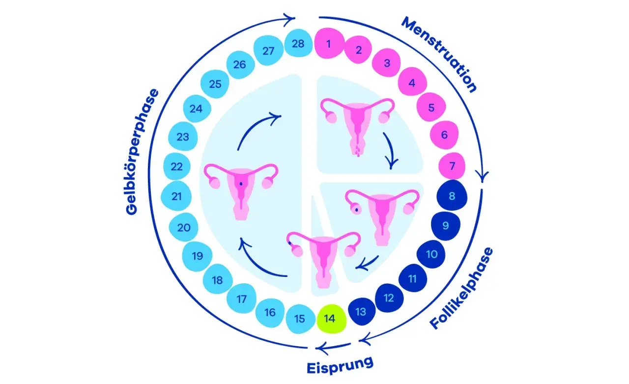 Der Zyklus der Frau: Menstruation, Follikelphase, Eisprung und Gelbkörperphase. Ein Kreislauf, der die Periode erklärt.