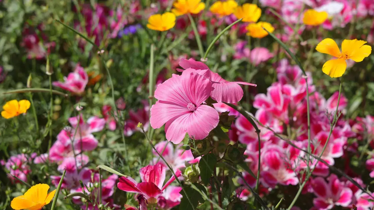 Eine bunte Blumenwiese, die zum Anlegen einlädt. Rosa und gelbe Blüten leuchten im satten Grün.
