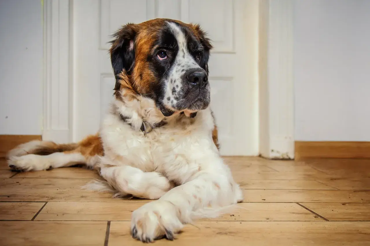 Ein großer Bernhardiner Australian Shepherd Mix liegt entspannt auf dem Holzboden.