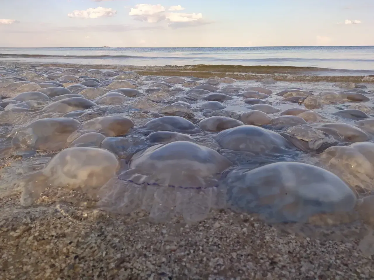 Meduzy w Bałtyku wyrzucone na brzeg. Morze spokojne, niebo z chmurami.