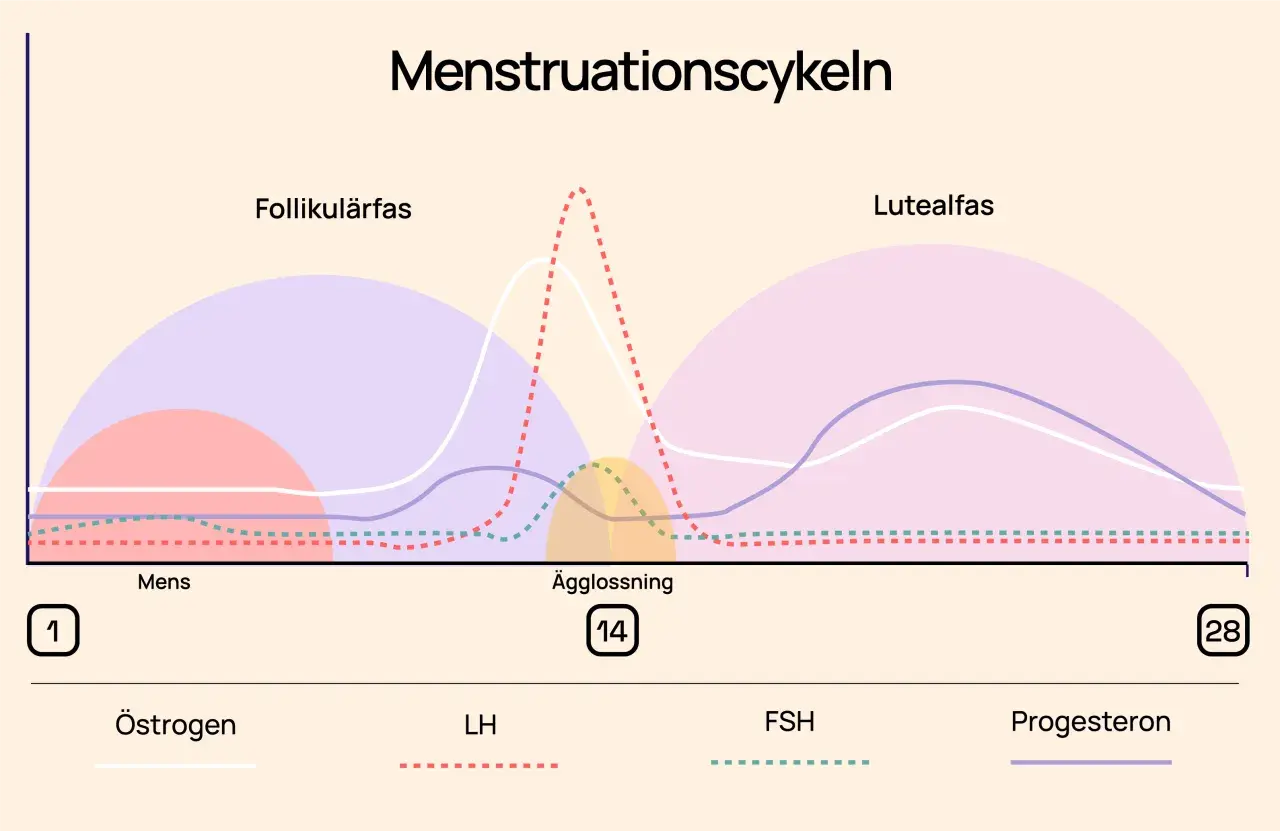 Graf över menscykeln visar faser: follikulärfas, ägglossning och lutealfas, med hormonnivåer.