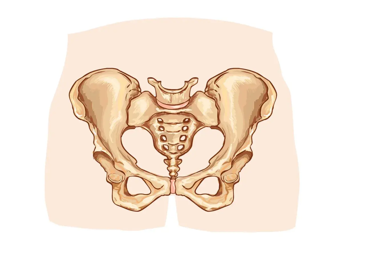 Anatomical illustration of a female pelvis, showing the bones of the hip and sacrum.