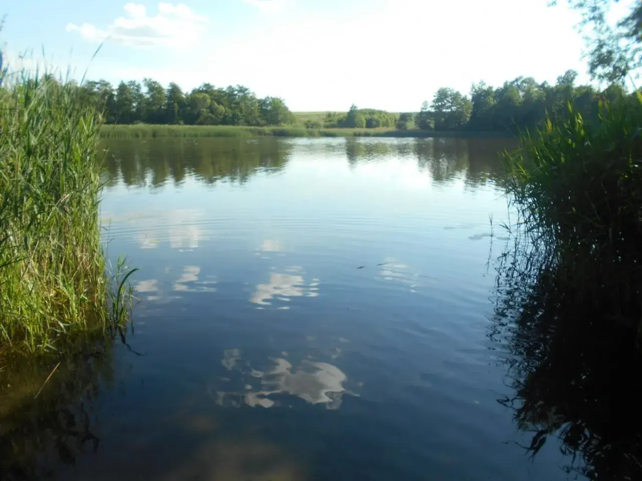 Spokojne jezioro koło Gniezna, otoczone trzcinami i drzewami. Woda odbija błękitne niebo z białymi chmurami.