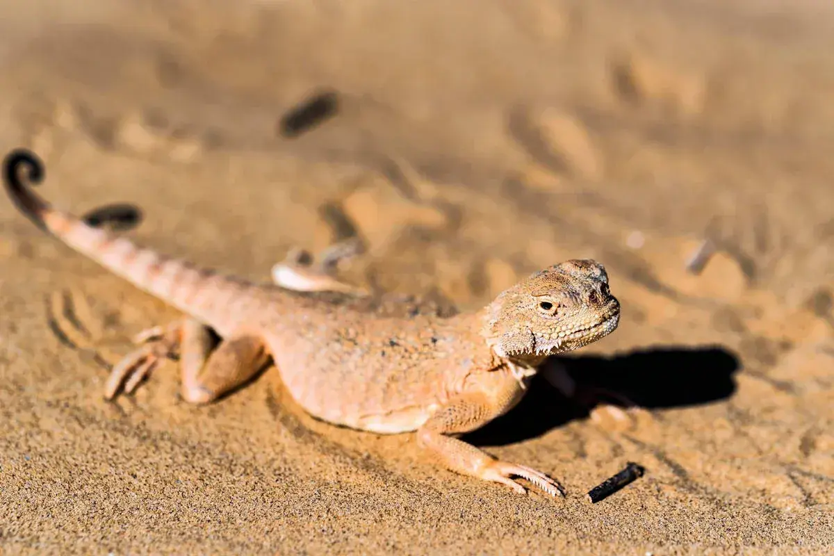 Un lagarto del desierto, camuflado en la arena dorada, se asoma con cautela. Su cola enroscada y escamas detalladas revelan su adaptación al árido entorno.