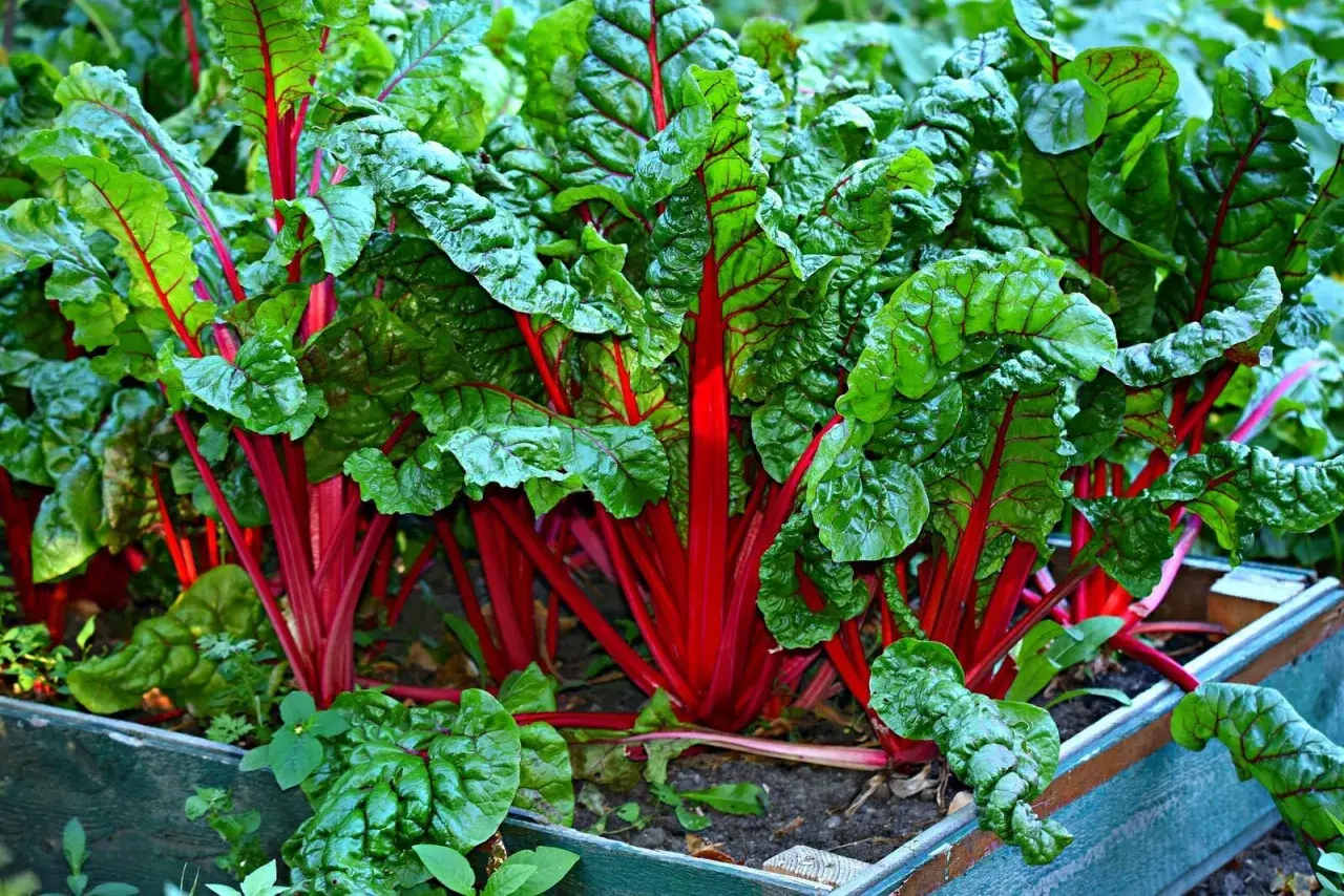 Leuchtend rote Stiele und grüne Blätter des Mangolds wachsen dicht beieinander. Sie sind gute Nachbarn im Gemüsebeet und gedeihen prächtig.