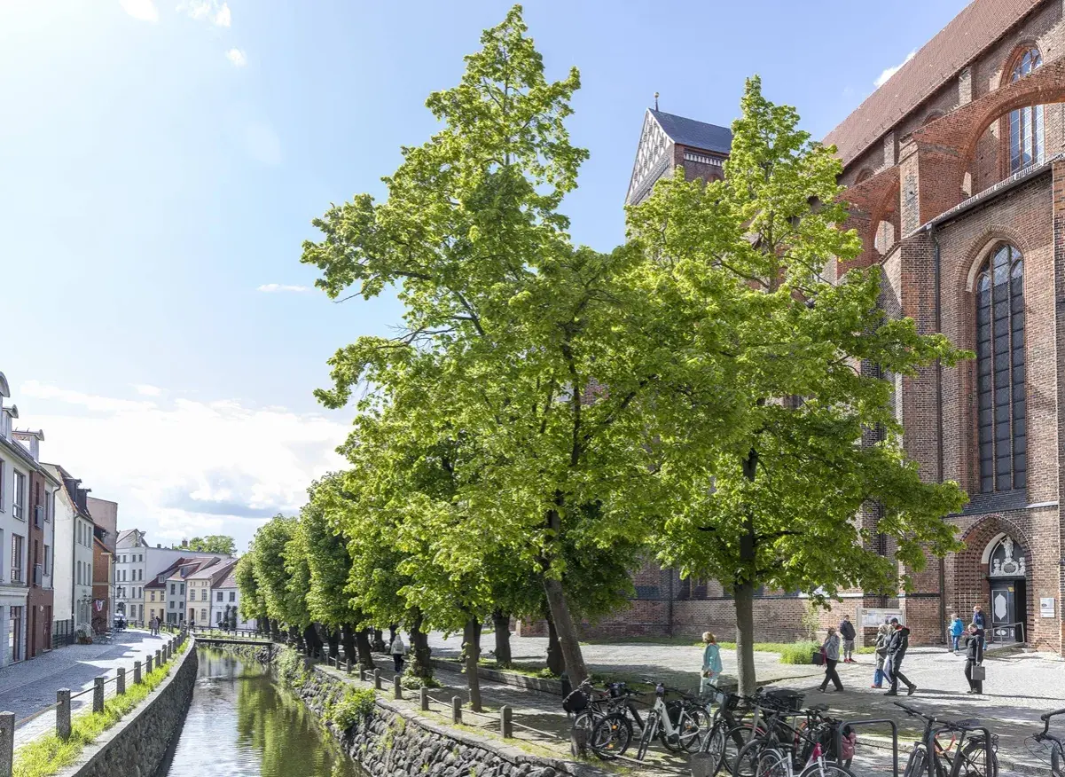 Grüne Bäume säumen einen Kanal in Wismar. Hier kann man spazieren gehen und die historische Backsteinarchitektur bewundern.
