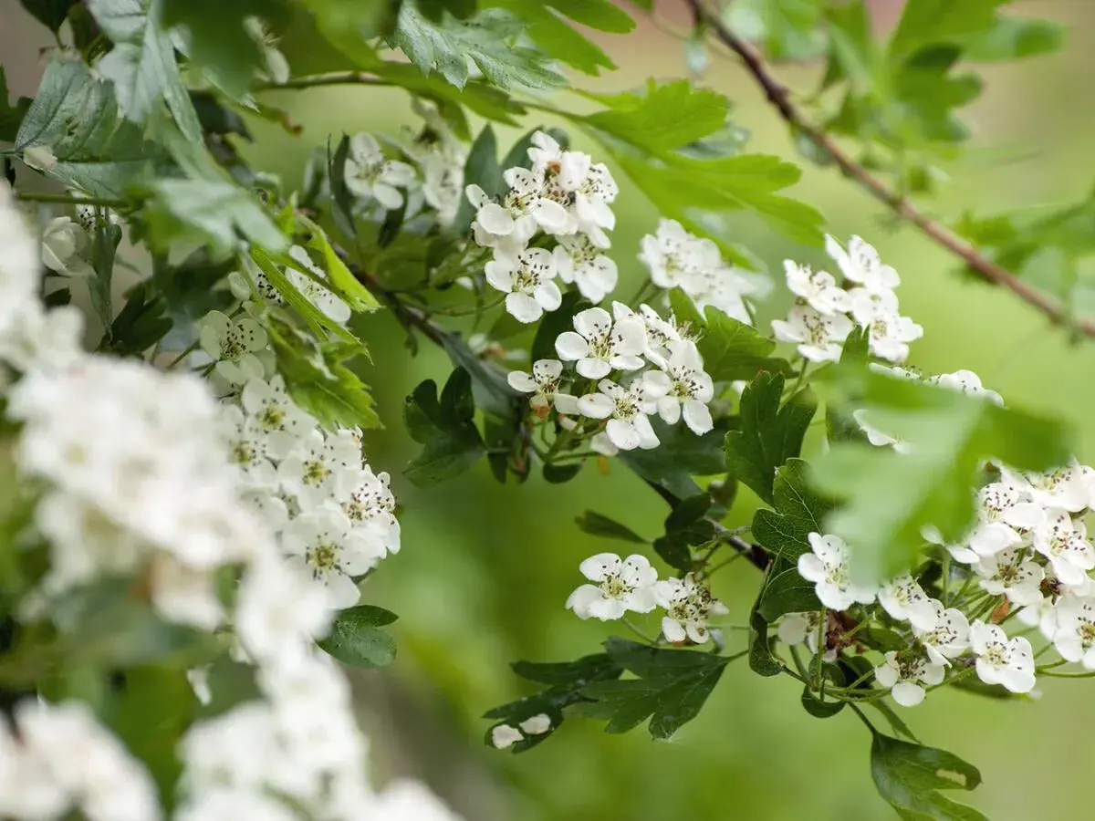 Zarte weiße Blüten des eingriffeligen Weißdorns entfalten sich im sanften Grün.