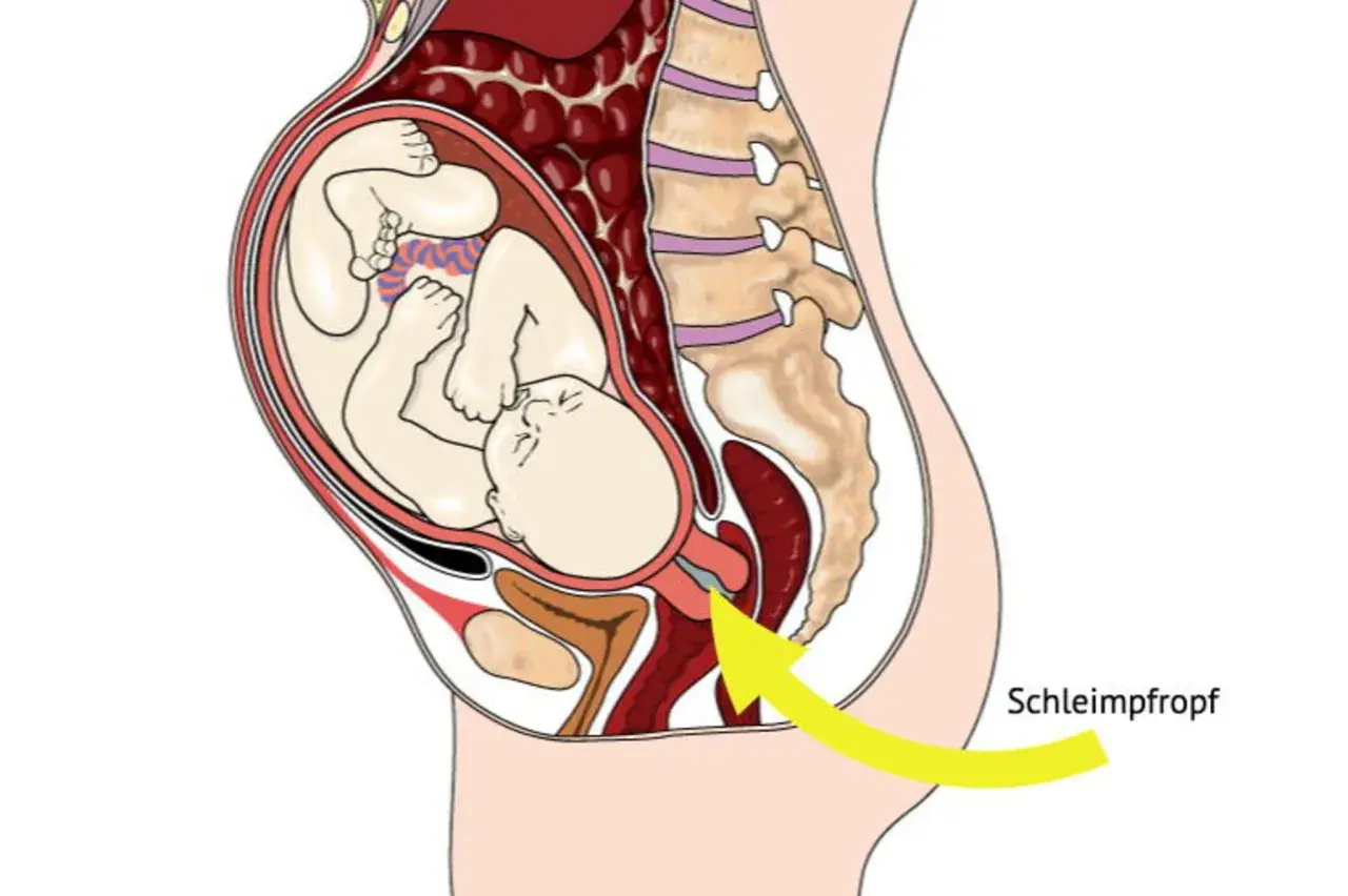 Der Schleimpfropf löst sich – ein Zeichen, dass die Geburt bald los geht. Das Baby liegt bereit im Mutterleib.
