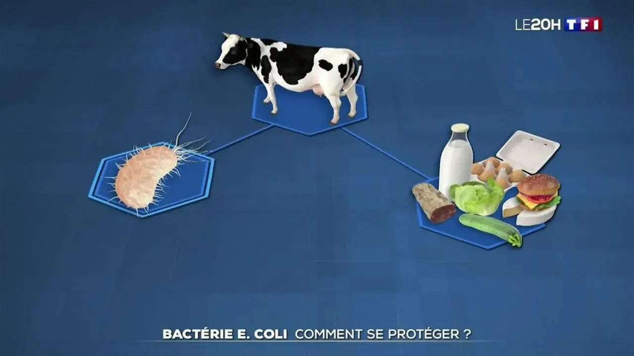 Une vache, une bactérie E. coli et des aliments. Comment se débarrasser de l'e coli ?