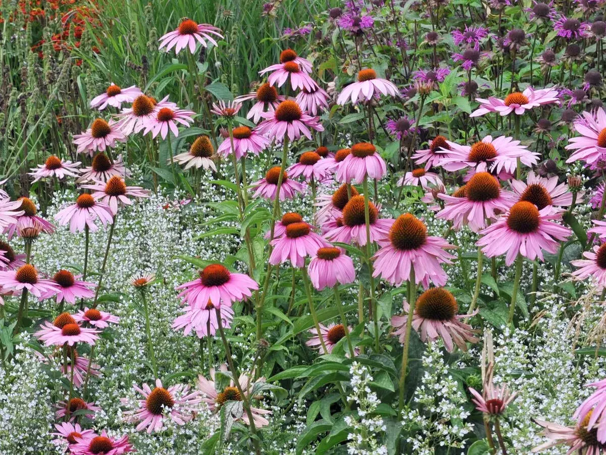 Ein sonnenhut standort mit vielen rosa Blüten und braunen Zentren, umgeben von kleinen weißen Blüten und lila Blüten im Hintergrund.
