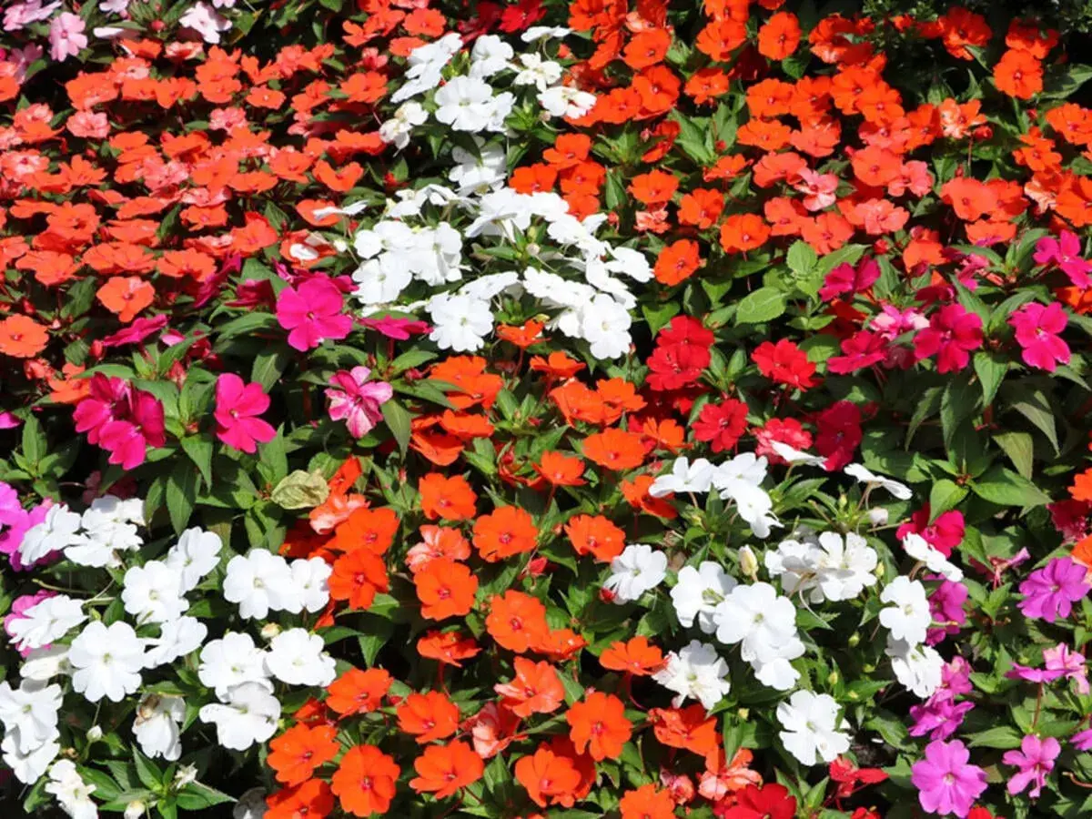 Bunte Blütenpracht, ein Meer aus leuchtenden Farben. Ein edellieschen grab, das in voller Blüte steht und die Sonne genießt.
