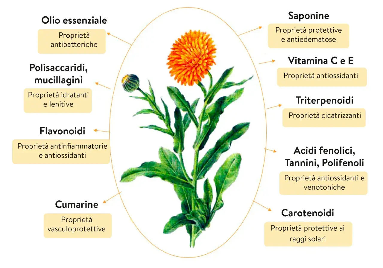 Fiore di calendula con frecce che indicano le sue proprietà: antibatteriche, idratanti, antinfiammatorie, protettive, antiossidanti, cicatrizzanti, venotoniche e solari.