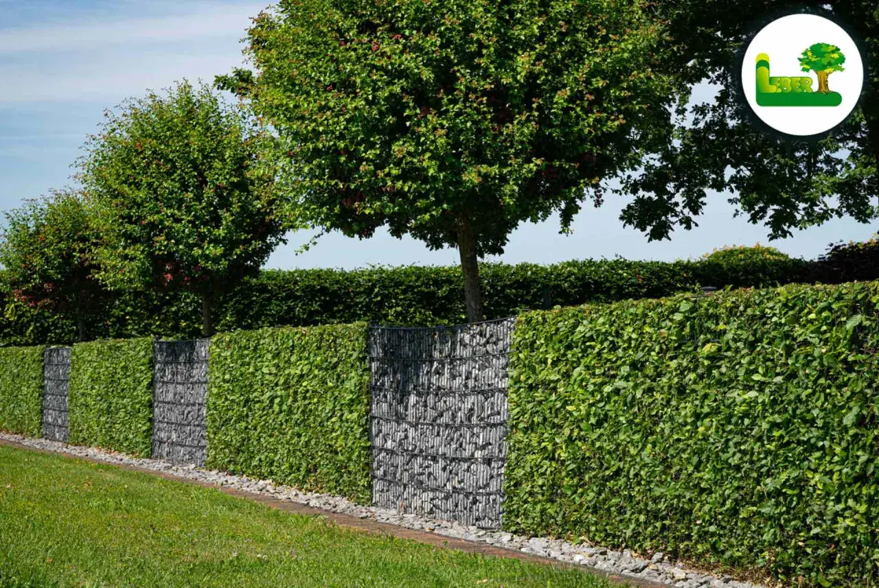 Grüne Hecke mit Gabionen-Elementen, die einen modernen Akzent setzen. Perfekt für alle, die eine pflegeleichte und stilvolle Hecke pflanzen möchten.