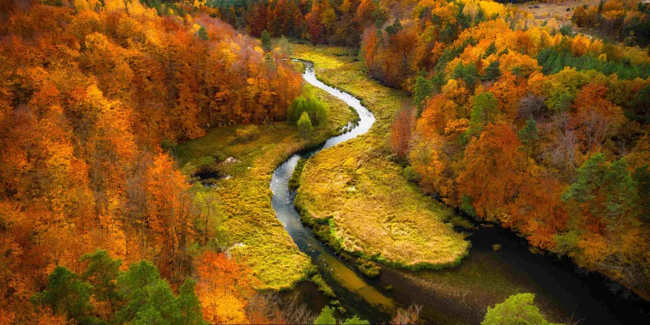 Malownicza rzeka meandruje przez lasy w pełnej krasie, ukazując jesień na Kaszubach. Złote i pomarańczowe liście tworzą barwny dywan.